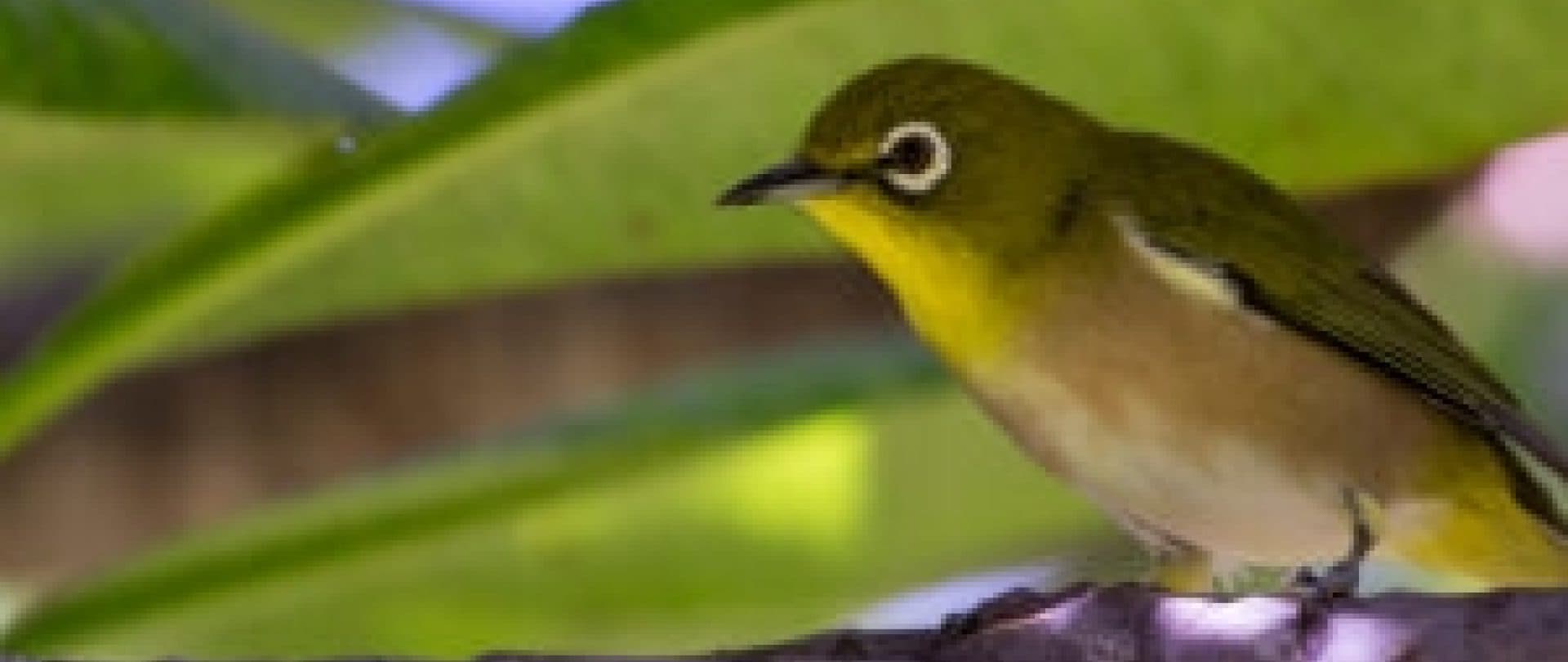 card-image