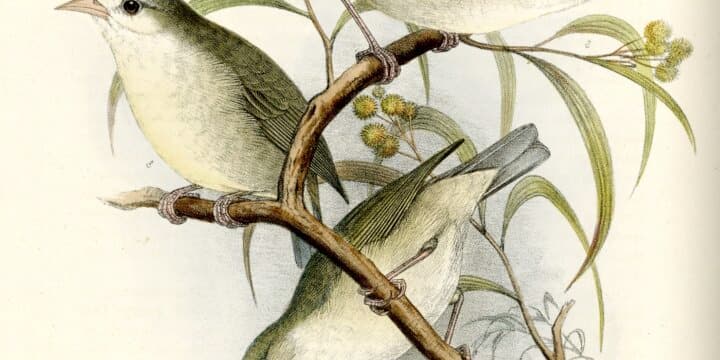 card-image