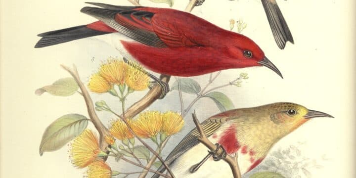 card-image