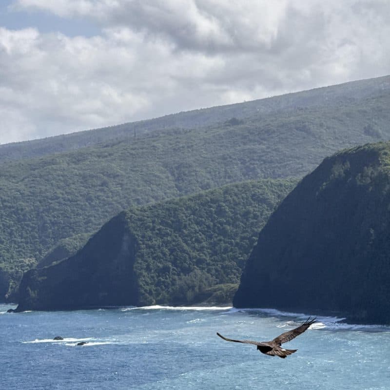 Hawaii Forest & Trail
