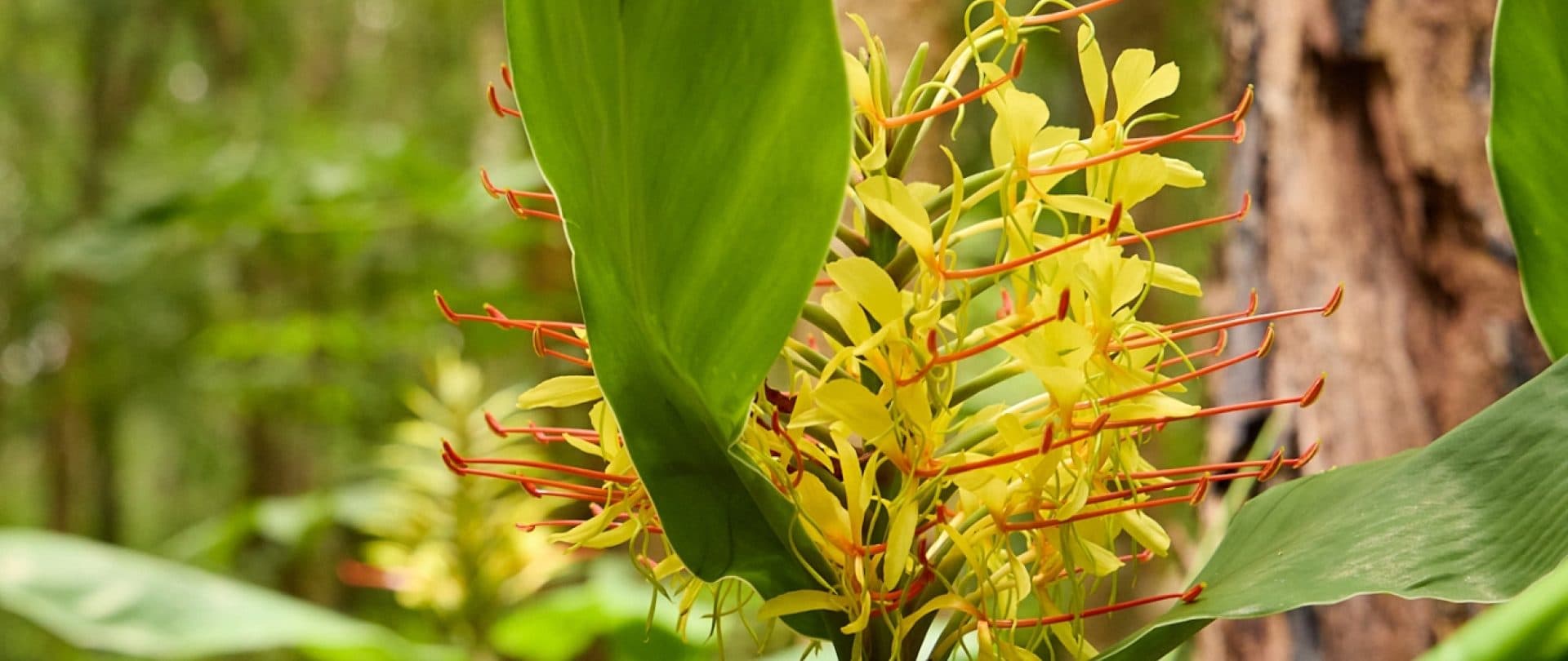 card-image