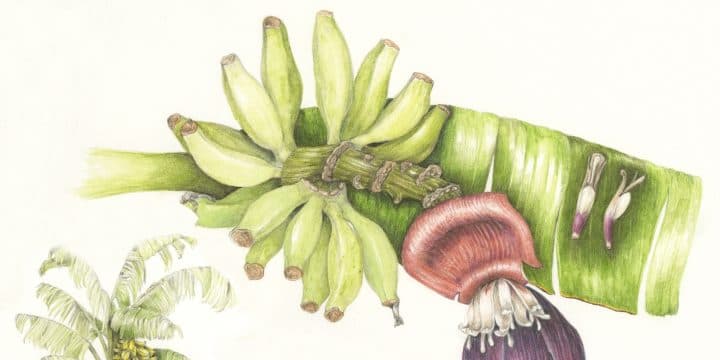 card-image